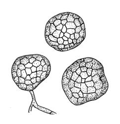 Rosulabryum perlimbatum, tubers. Drawn from A.J. Fife 5562, CHR 405597.
 Image: R.C. Wagstaff © Landcare Research 2015 